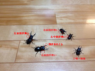 kuwa.bmp